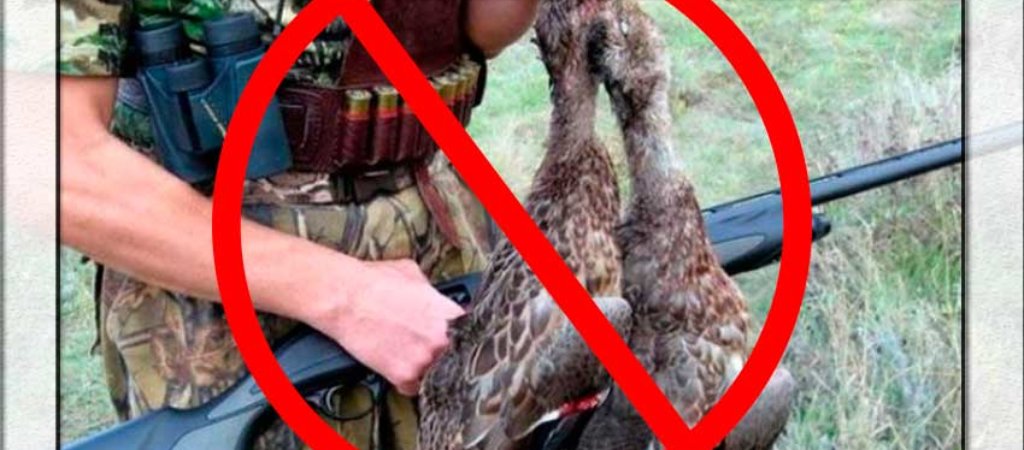 Запрет на охоту. Охота в Алтайском крае 2020. Сроки охоты в алтайском крае 2024