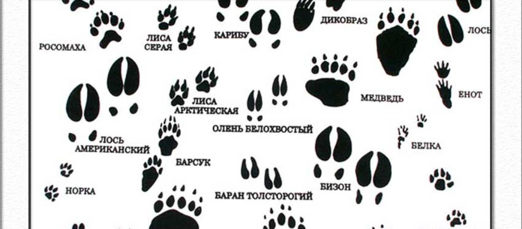 Научись распознавать следы животных!
