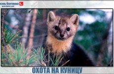 Охота на куницу.Сложно или просто?