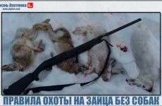 Секреты и правила охоты на зайцев без собак!
