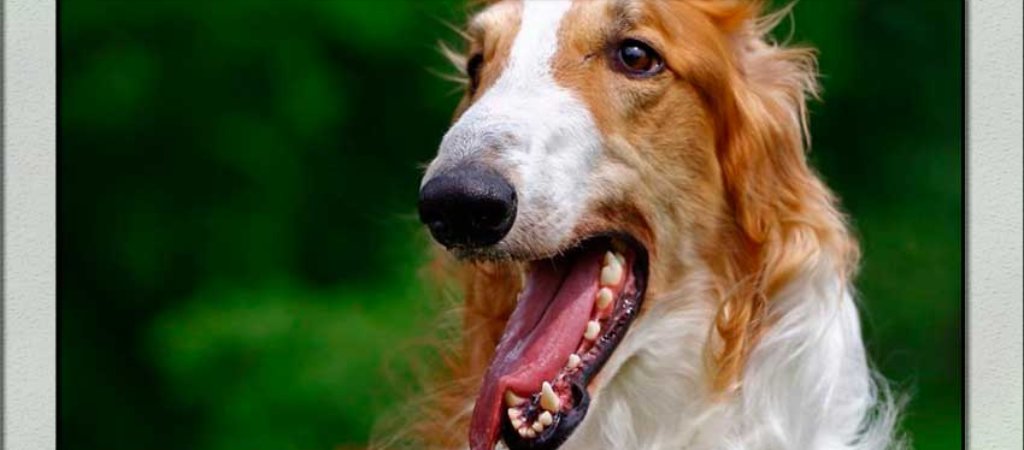 Русская борзая-самая быстрая собака?