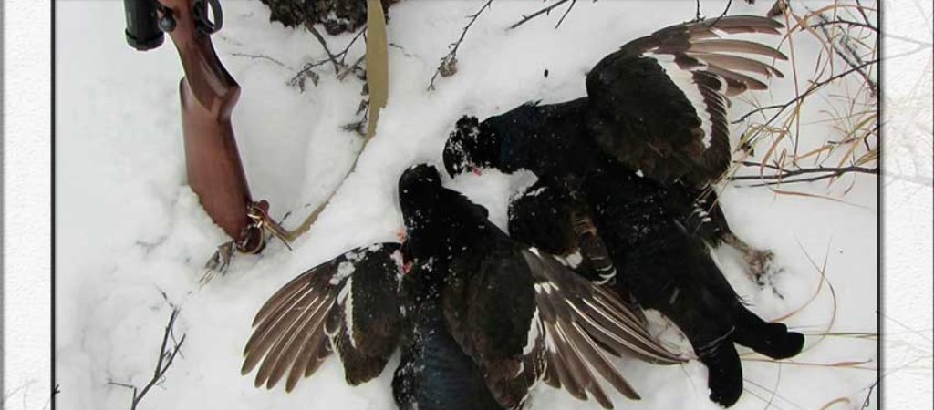 Зимние прелести охоты на тетерева!