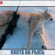 Кровожадная и опасная охота на рысь!Лайка поможет?