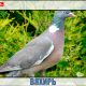 Вяхирь-житель лесов!
