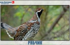 Где живёт рябчик?