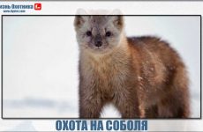 Охота на соболя