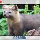 Животное соболь — ценный зверь!