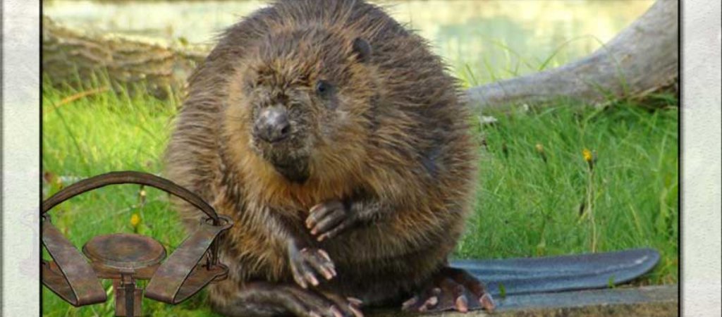 Охота на бобра капканами