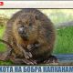 Охота на бобра капканами