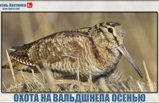Охота на вальдшнепа осенью