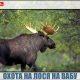Охота на лося на вабу