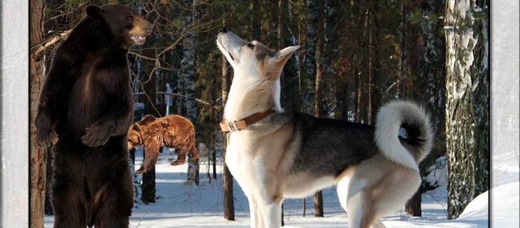 Охота на медведя с лайкой!