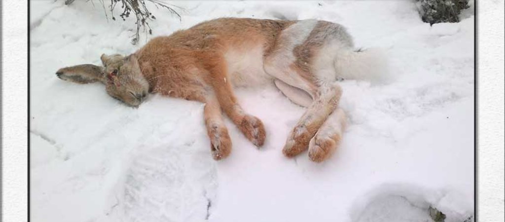 Охота на зайца зимой
