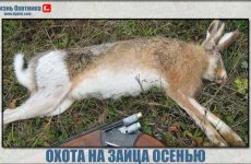 Охота на зайца осенью