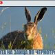 Охота на зайца по чернотропу