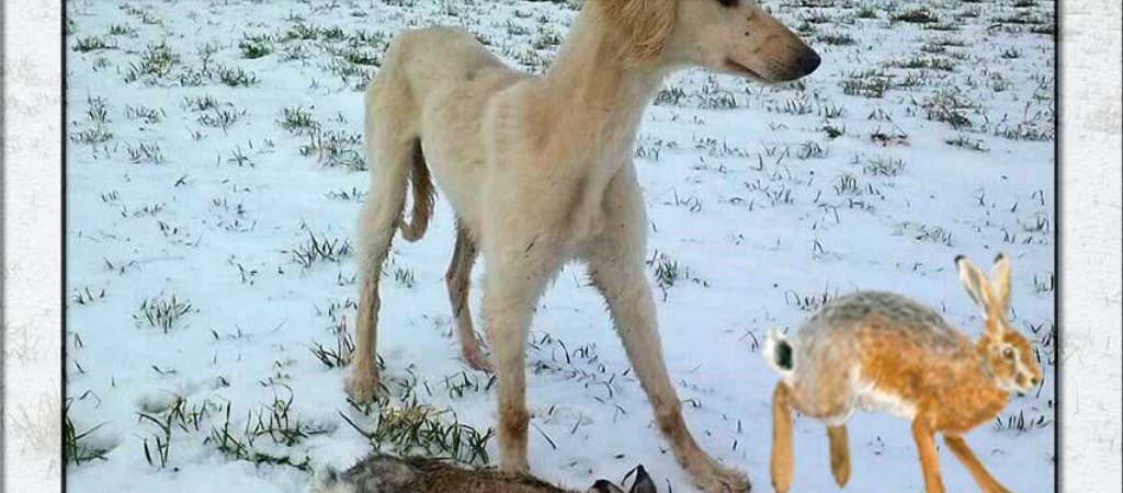 Охота на зайца с борзыми
