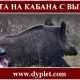 Охота на кабана с вышки