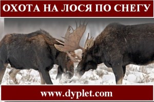 охота на лося по снегу
