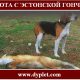 Охота с эстонской гончей