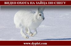 Видео охота на зайца по снегу