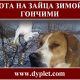 Охота на зайца зимой с гончими