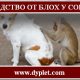 Средство от блох у собак