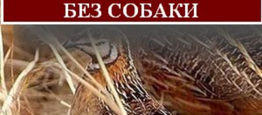 Охота на перепела без собаки