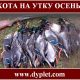 Охота на утку осенью