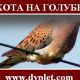 Охота на голубей