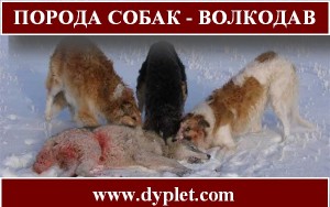 порода собак - волкодав