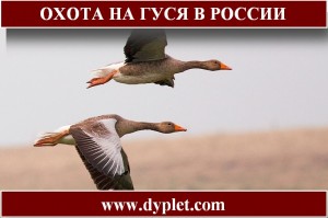 охота на гуся в россии