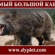 Самый большой кабан