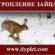 Тропление зайца