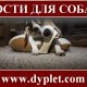 Кости для собак
