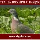 Охота на вяхиря с подхода