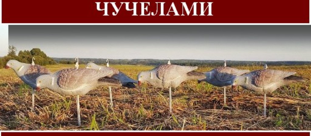 Охота на вяхиря с чучелами
