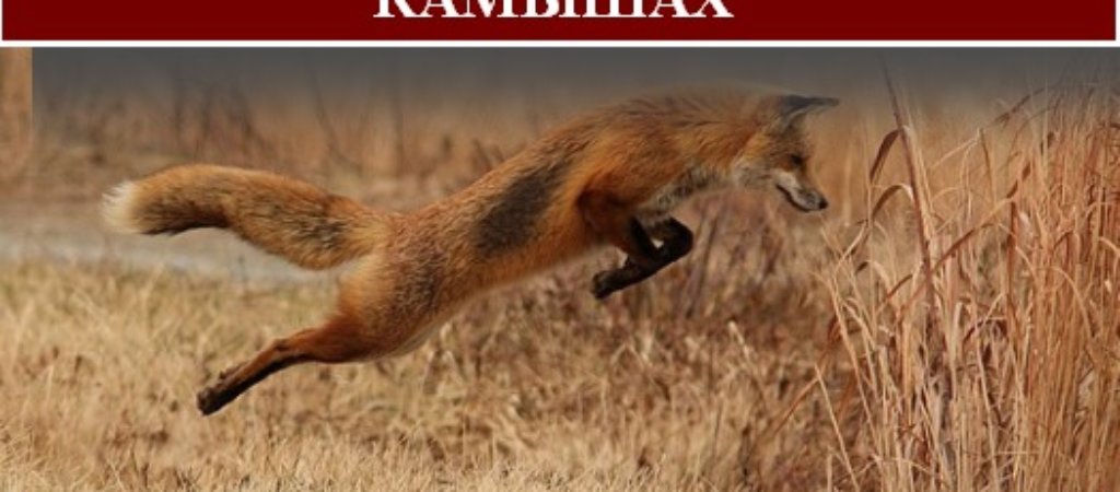 Охота на лису с гончими в камышах