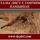 Охота на лису с гончими в камышах