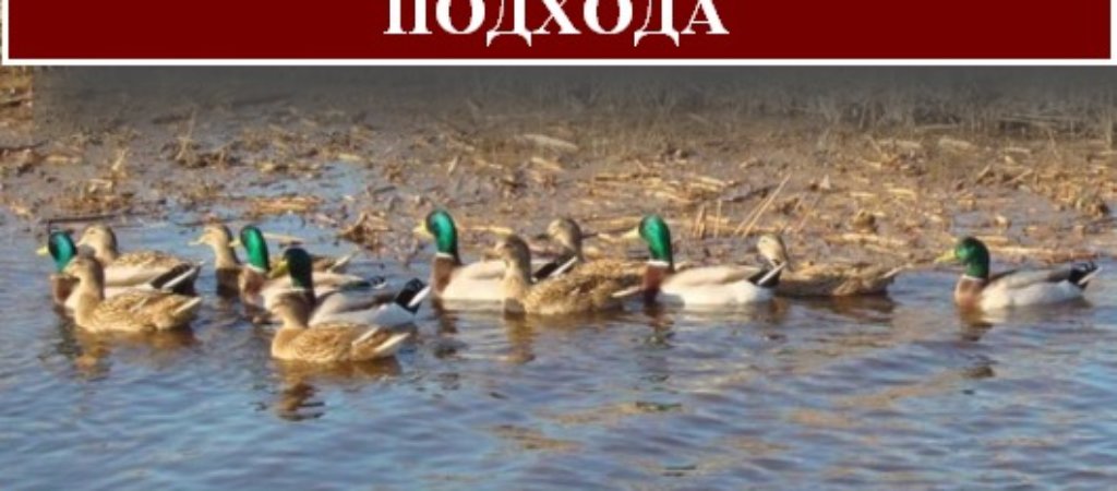 Охота на утку осенью с подхода