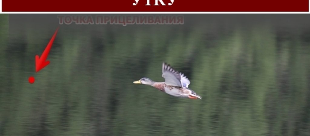 Как правильно целиться в утку?