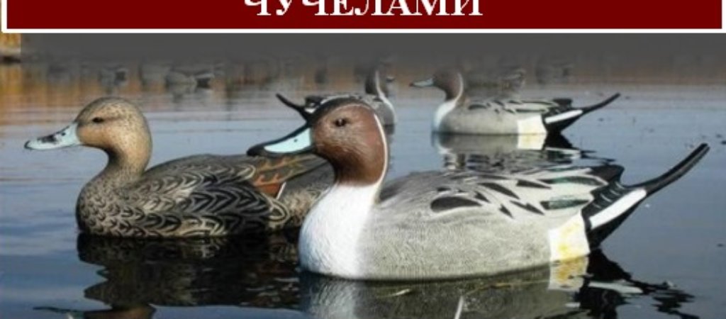 Осенняя охота на уток с чучелами