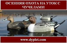 Осенняя охота на уток с чучелами