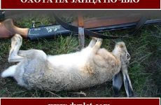 Охота на зайца ночью