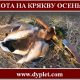 Охота на крякву осенью