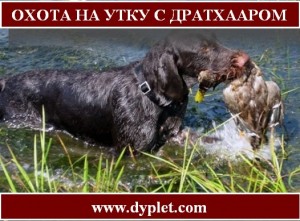 Охота на утку с дратхааром