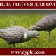 Чучела голубя для охоты