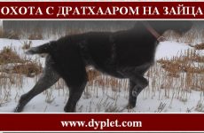 Охота с дратхааром на зайца