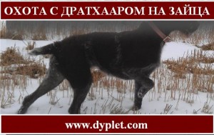 Охота с дратхааром на зайца