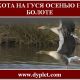 Охота на гуся осенью на болоте