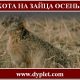 Охота на зайца осенью без собаки